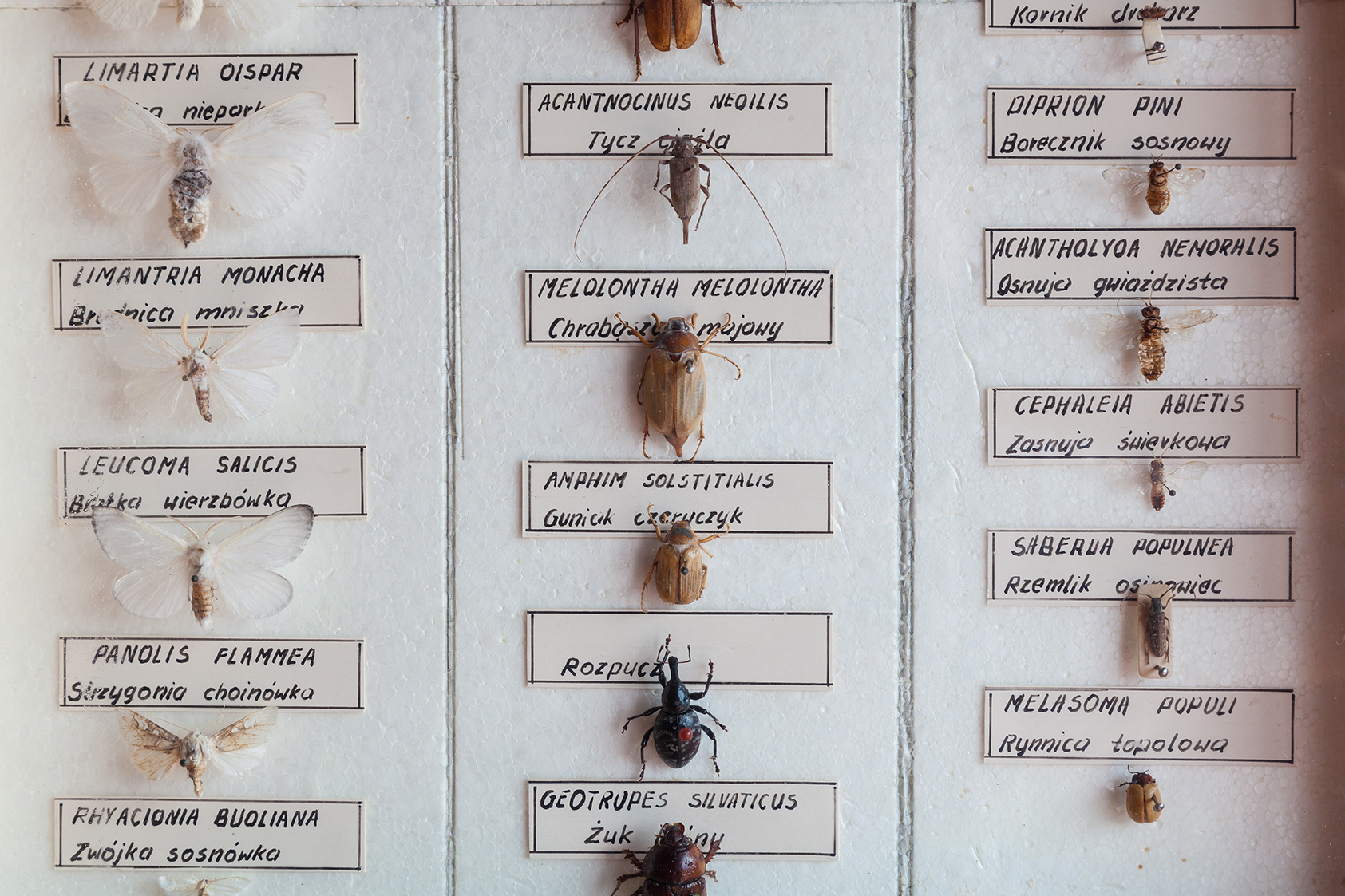 A bug hunter’s collection with some nice specimens (Photo: FreeImages.com/pi242)